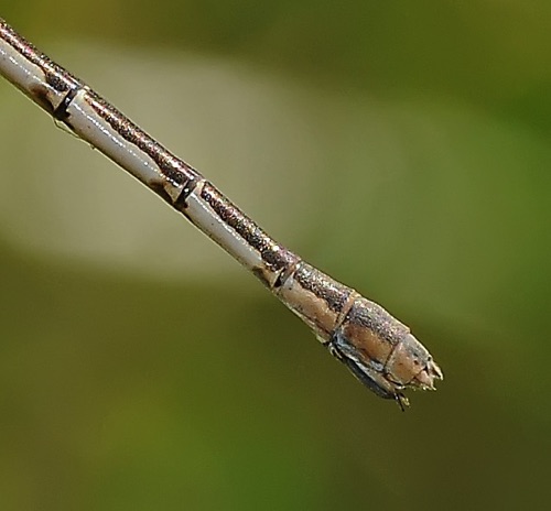 Lestes australis (Southern Spreadwing) - female